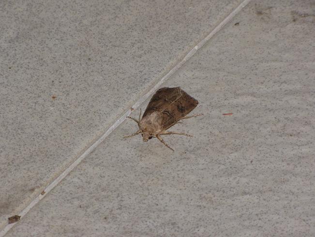 Help id 2 - Agrotis segetum